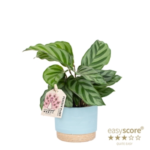 CALATHEA SPECIES P7 WB SKY