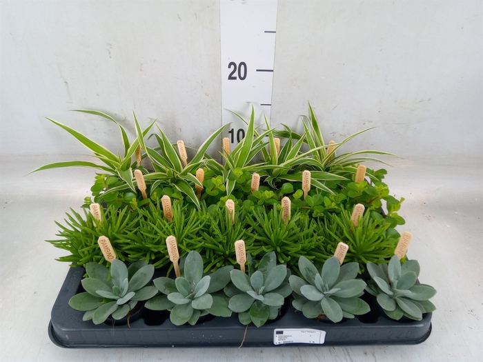 <h4>Planten  ..mix</h4>