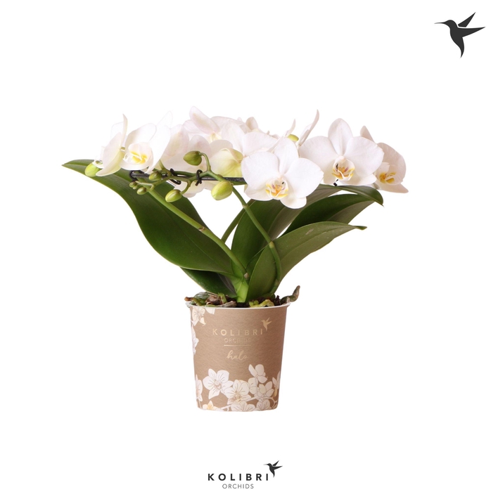 <h4>Phal Kolibri Halo Wit 3 Tak</h4>