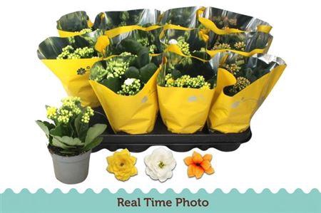 <h4>Kal Ge Gem 3 Kl</h4>