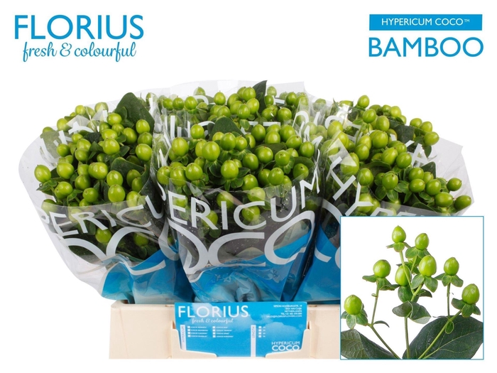 <h4>HYPER COCO BAMBOO HYP COCO BAMBOO</h4>