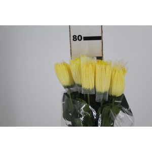 ANASTASIA SUNNY 080 CM AMARELO