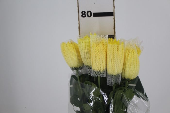 <h4>ANASTASIA SUNNY 080 CM AMARELO</h4>