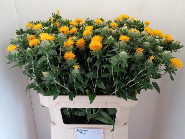<h4>CARTH T ORANGE GRENA</h4>