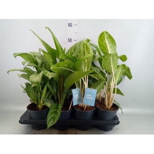 Aglaonema   ...mix