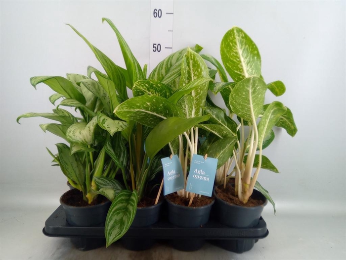 <h4>Aglaonema   ...mix</h4>