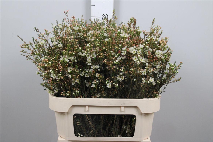 <h4>Chame Me Sirius</h4>