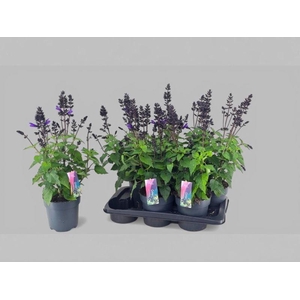 Salvia 'Lake Blueberry'