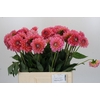 Dahlia Pink Runner
