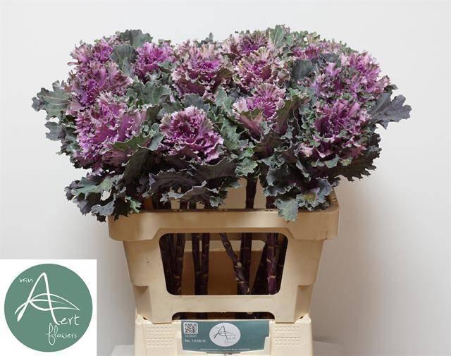 <h4>BRASS EMPIRE TEKLA</h4>