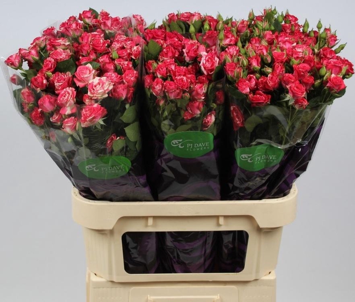 <h4>R TR FIREWORKS</h4>