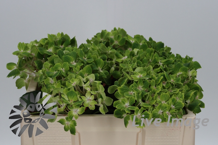 <h4>Hydrangea mag rhapsody</h4>