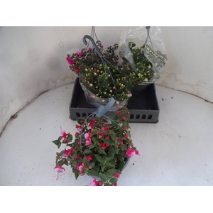 FUCHSIA MIXK