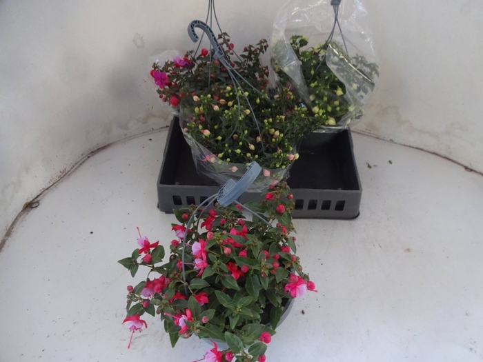 <h4>FUCHSIA MIXK</h4>