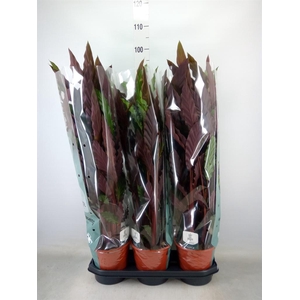 Calathea rufibarba