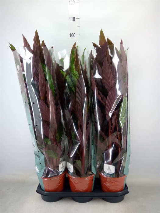 <h4>Calathea rufibarba</h4>
