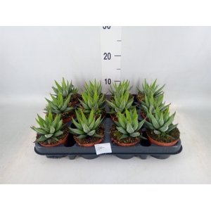 Haworthia fasciata 'Concolor'