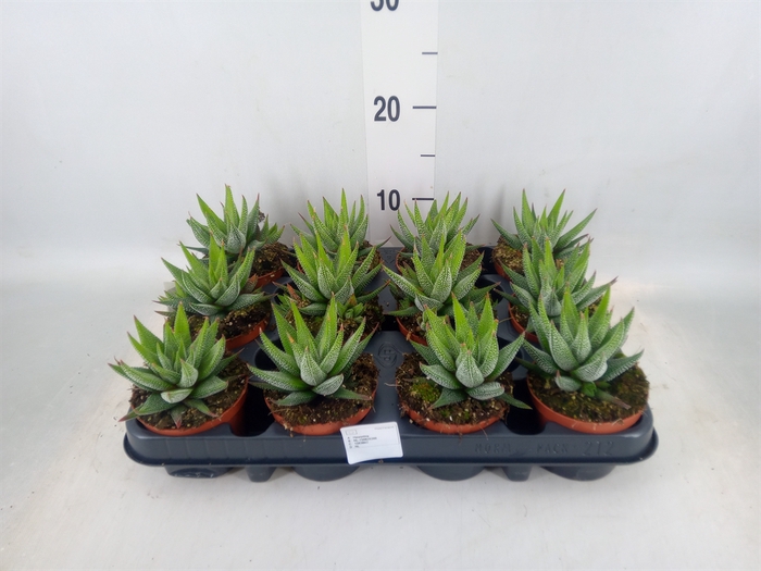 <h4>Haworthia fasciata 'Concolor'</h4>