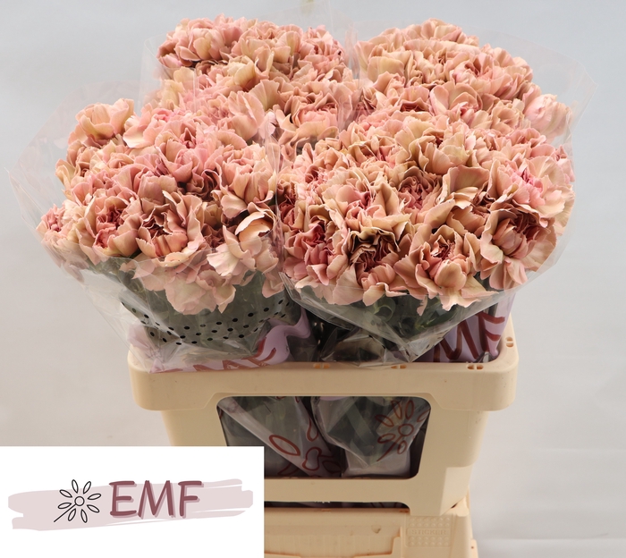 <h4>DI ST HAPPY CHERY</h4>