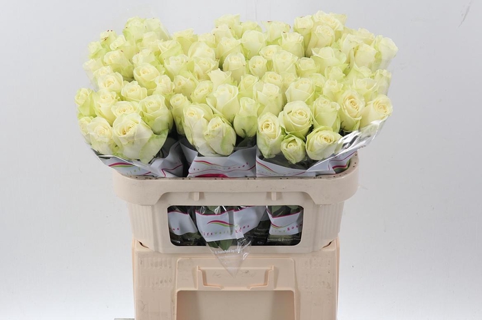 <h4>R Gr Snowstorm+</h4>