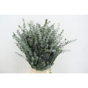 EUC PULVERANTA 300GR