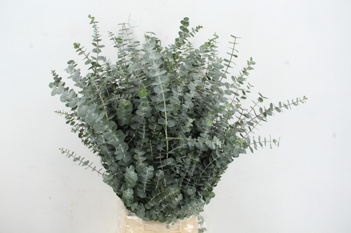 <h4>EUC PULVERANTA 300GR</h4>