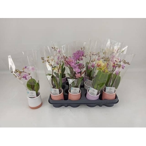 PHAL MINI