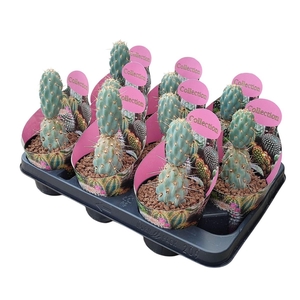 OPUNTIA