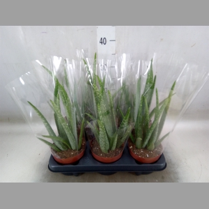 Aloe vera