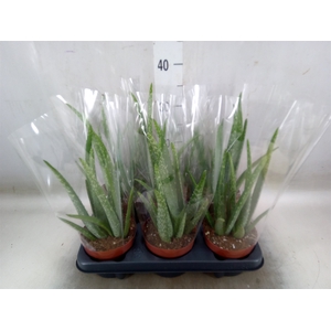 Aloe vera