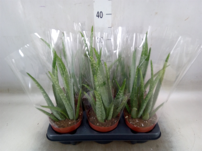 <h4>Aloe vera</h4>