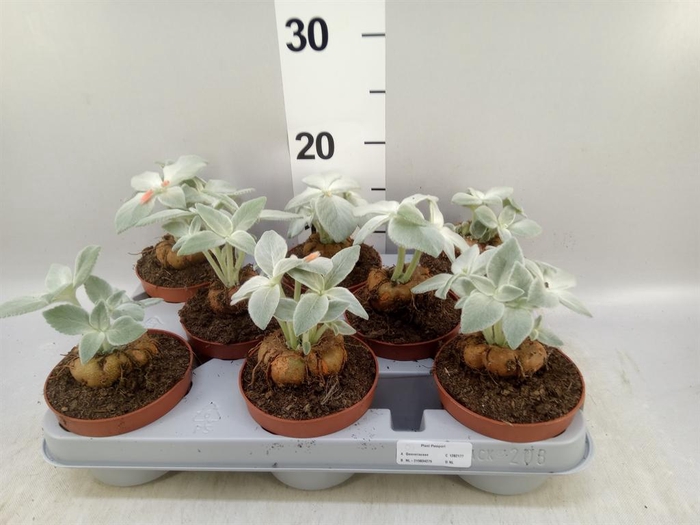 <h4>Cactus ...</h4>