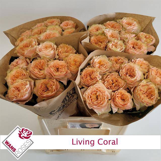 Rosa Garden Living Coral