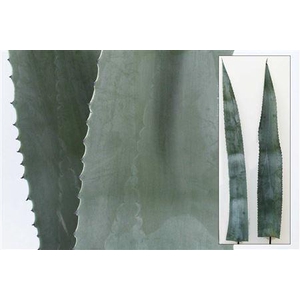 AGAVE AMERICANA BLAD