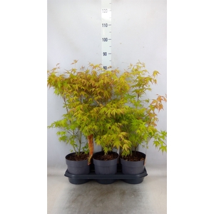 Acer palmatum 'Katsura'