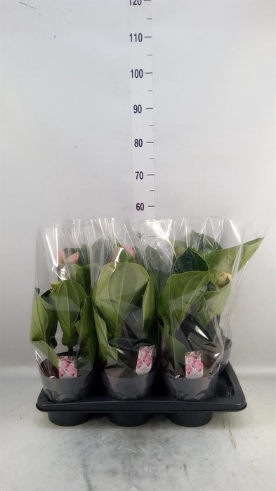 <h4>Medinilla magn. 'Flamenco'</h4>