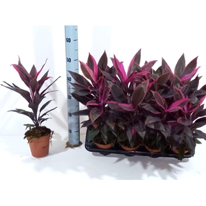 Cordyline frut. Tango