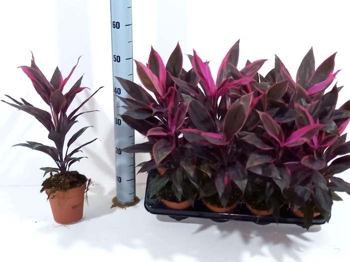 <h4>Cordyline frut. Tango</h4>