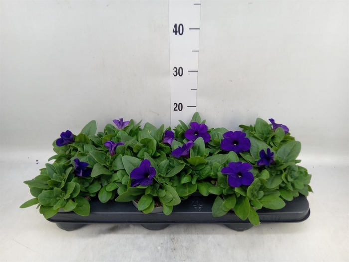 <h4>Petunia ...</h4>