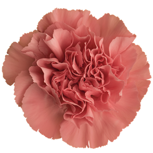 <h4>DIAN.ST. Ikebana</h4>