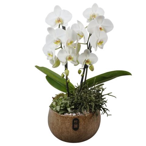 <h4>PTIB5344 Arrangementen kamerplanten</h4>