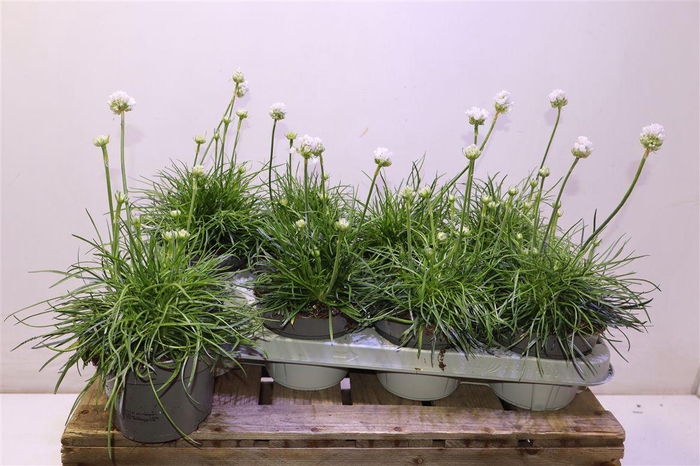 <h4>Arme Mar Alba</h4>