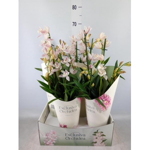 Cymbidium   ...