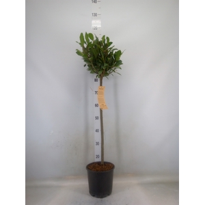 Laurus nobilis