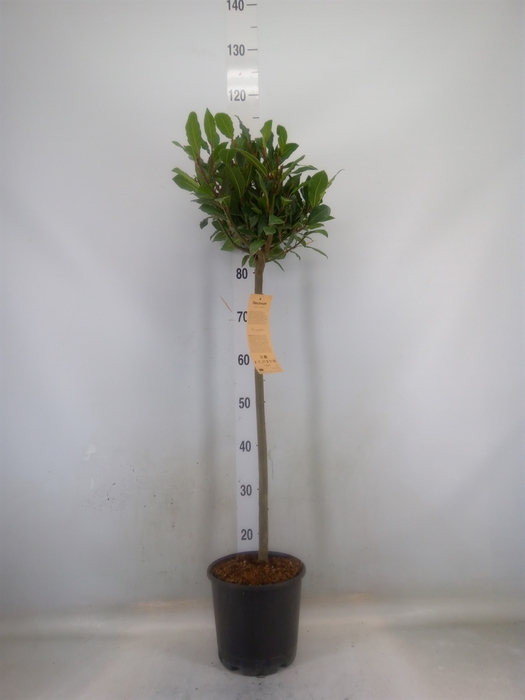 <h4>Laurus nobilis</h4>