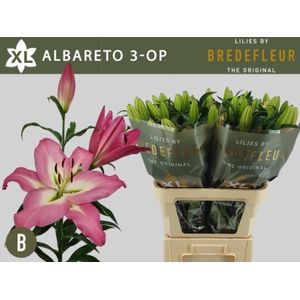 LI OT ALBARETO 3+