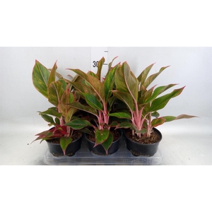 Aglaonema KB 'Jungle Red'