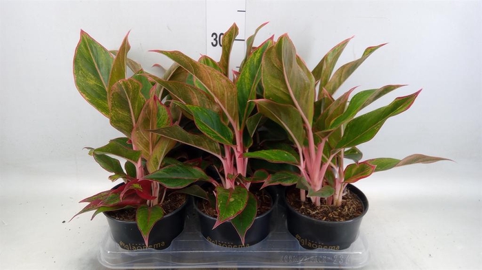 <h4>Aglaonema KB 'Jungle Red'</h4>