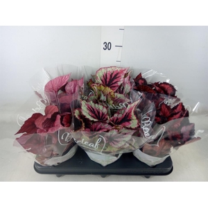 Begonia BD 'Beleaf'   ...mix