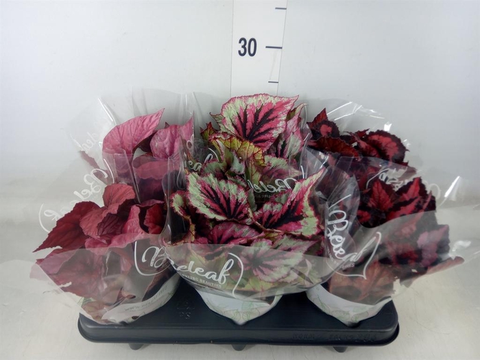 <h4>Begonia BD 'Beleaf'   ...mix</h4>